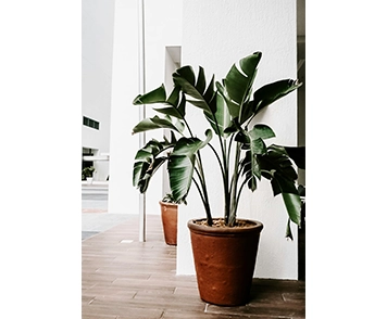 Discover beautiful plants to enhance your modern home decor with fresh and vibrant greenery.